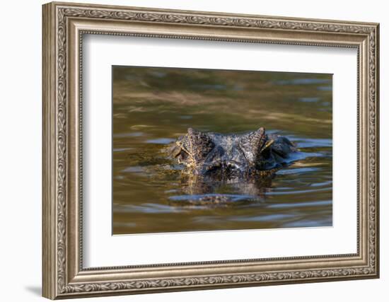 Brazil, Cuiaba River, Pantanal Wetlands, Head of a Yacare Caiman Eyes Exposed, on the Cuiaba River-Judith Zimmerman-Framed Photographic Print