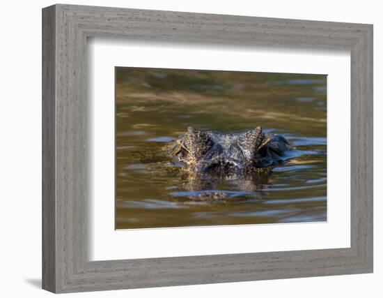 Brazil, Cuiaba River, Pantanal Wetlands, Head of a Yacare Caiman Eyes Exposed, on the Cuiaba River-Judith Zimmerman-Framed Photographic Print