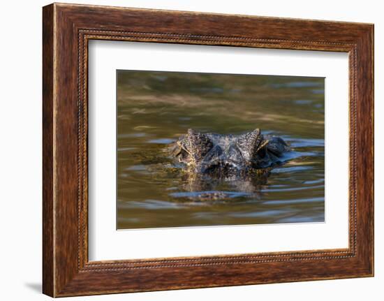 Brazil, Cuiaba River, Pantanal Wetlands, Head of a Yacare Caiman Eyes Exposed, on the Cuiaba River-Judith Zimmerman-Framed Photographic Print