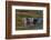 Brazil, Cuiaba River, Pantanal Wetlands, Head of a Yacare Caiman Eyes Exposed, on the Cuiaba River-Judith Zimmerman-Framed Photographic Print