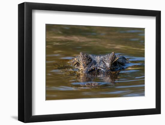 Brazil, Cuiaba River, Pantanal Wetlands, Head of a Yacare Caiman Eyes Exposed, on the Cuiaba River-Judith Zimmerman-Framed Photographic Print