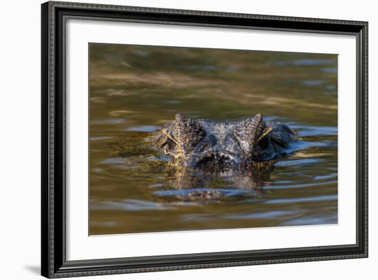 Brazil, Cuiaba River, Pantanal Wetlands, Head of a Yacare Caiman Eyes Exposed, on the Cuiaba River-Judith Zimmerman-Framed Photographic Print