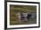 Brazil, Cuiaba River, Pantanal Wetlands, Head of a Yacare Caiman Eyes Exposed, on the Cuiaba River-Judith Zimmerman-Framed Photographic Print