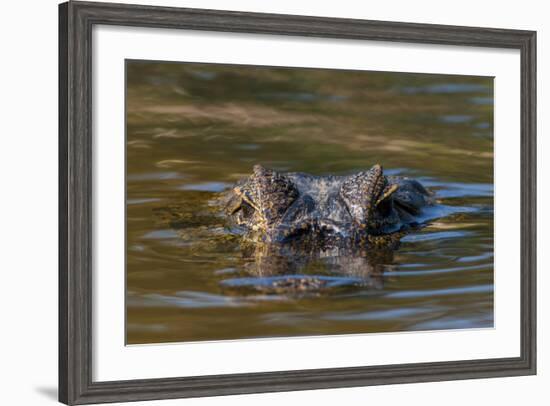 Brazil, Cuiaba River, Pantanal Wetlands, Head of a Yacare Caiman Eyes Exposed, on the Cuiaba River-Judith Zimmerman-Framed Photographic Print