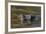 Brazil, Cuiaba River, Pantanal Wetlands, Head of a Yacare Caiman Eyes Exposed, on the Cuiaba River-Judith Zimmerman-Framed Photographic Print