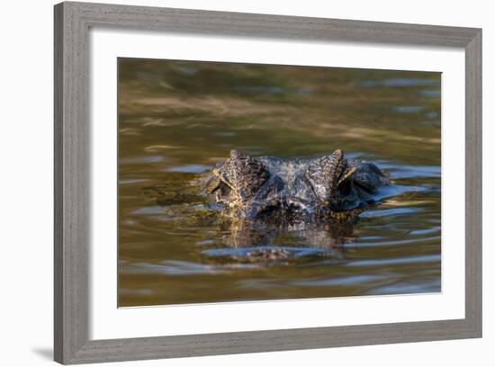 Brazil, Cuiaba River, Pantanal Wetlands, Head of a Yacare Caiman Eyes Exposed, on the Cuiaba River-Judith Zimmerman-Framed Photographic Print