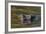 Brazil, Cuiaba River, Pantanal Wetlands, Head of a Yacare Caiman Eyes Exposed, on the Cuiaba River-Judith Zimmerman-Framed Photographic Print