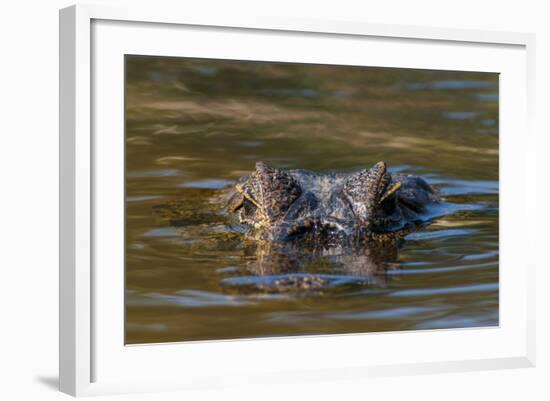 Brazil, Cuiaba River, Pantanal Wetlands, Head of a Yacare Caiman Eyes Exposed, on the Cuiaba River-Judith Zimmerman-Framed Photographic Print