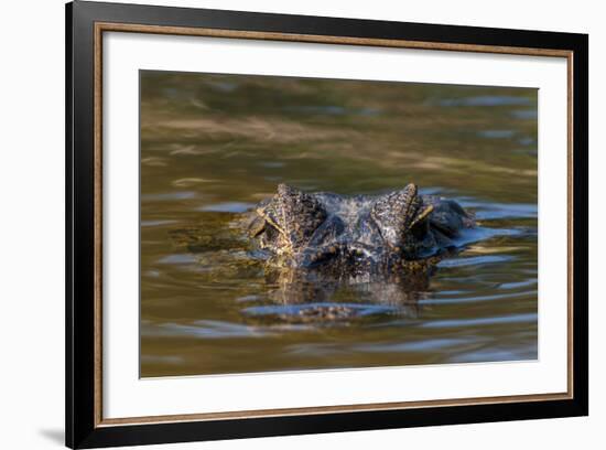 Brazil, Cuiaba River, Pantanal Wetlands, Head of a Yacare Caiman Eyes Exposed, on the Cuiaba River-Judith Zimmerman-Framed Photographic Print