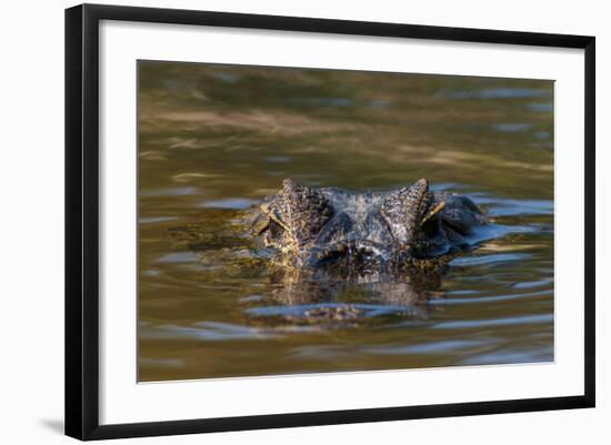 Brazil, Cuiaba River, Pantanal Wetlands, Head of a Yacare Caiman Eyes Exposed, on the Cuiaba River-Judith Zimmerman-Framed Photographic Print