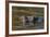 Brazil, Cuiaba River, Pantanal Wetlands, Head of a Yacare Caiman Eyes Exposed, on the Cuiaba River-Judith Zimmerman-Framed Photographic Print