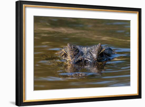Brazil, Cuiaba River, Pantanal Wetlands, Head of a Yacare Caiman Eyes Exposed, on the Cuiaba River-Judith Zimmerman-Framed Photographic Print