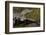 Brazil, Cuiaba River, Pantanal Wetlands, Three Yacare Caiman-Judith Zimmerman-Framed Photographic Print