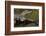 Brazil, Cuiaba River, Pantanal Wetlands, Three Yacare Caiman-Judith Zimmerman-Framed Photographic Print