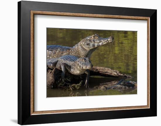 Brazil, Cuiaba River, Pantanal Wetlands, Three Yacare Caiman-Judith Zimmerman-Framed Photographic Print