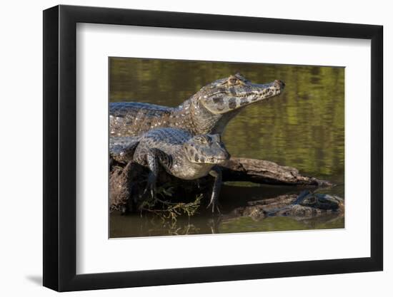 Brazil, Cuiaba River, Pantanal Wetlands, Three Yacare Caiman-Judith Zimmerman-Framed Photographic Print