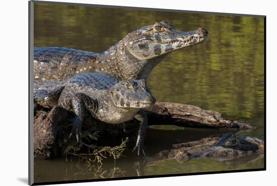 Brazil, Cuiaba River, Pantanal Wetlands, Three Yacare Caiman-Judith Zimmerman-Mounted Photographic Print