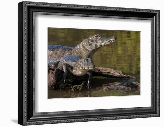 Brazil, Cuiaba River, Pantanal Wetlands, Three Yacare Caiman-Judith Zimmerman-Framed Photographic Print