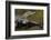 Brazil, Cuiaba River, Pantanal Wetlands, Three Yacare Caiman-Judith Zimmerman-Framed Photographic Print