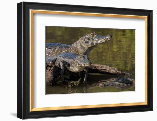 Brazil, Cuiaba River, Pantanal Wetlands, Three Yacare Caiman-Judith Zimmerman-Framed Photographic Print