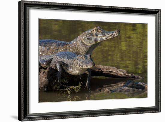 Brazil, Cuiaba River, Pantanal Wetlands, Three Yacare Caiman-Judith Zimmerman-Framed Photographic Print