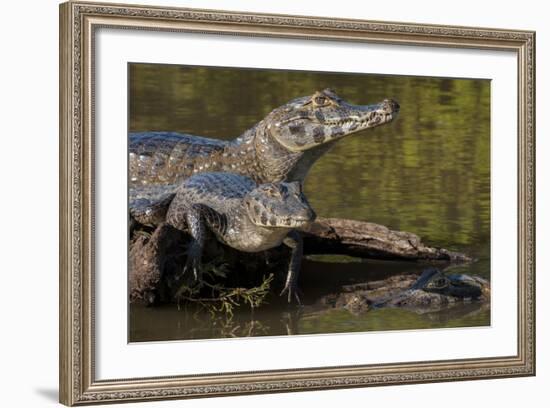 Brazil, Cuiaba River, Pantanal Wetlands, Three Yacare Caiman-Judith Zimmerman-Framed Photographic Print