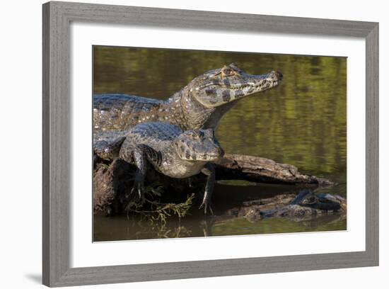 Brazil, Cuiaba River, Pantanal Wetlands, Three Yacare Caiman-Judith Zimmerman-Framed Photographic Print
