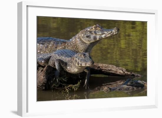 Brazil, Cuiaba River, Pantanal Wetlands, Three Yacare Caiman-Judith Zimmerman-Framed Photographic Print