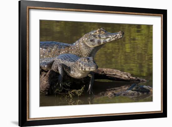 Brazil, Cuiaba River, Pantanal Wetlands, Three Yacare Caiman-Judith Zimmerman-Framed Photographic Print