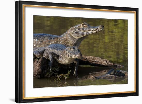 Brazil, Cuiaba River, Pantanal Wetlands, Three Yacare Caiman-Judith Zimmerman-Framed Photographic Print