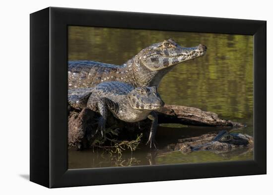 Brazil, Cuiaba River, Pantanal Wetlands, Three Yacare Caiman-Judith Zimmerman-Framed Premier Image Canvas