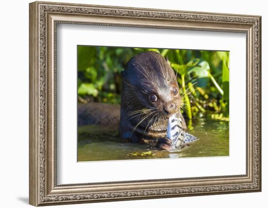 Brazil. Giant river otter eating fish in the Pantanal.-Ralph H. Bendjebar-Framed Photographic Print