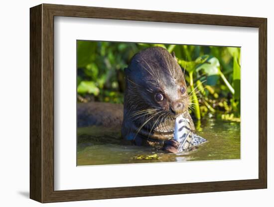 Brazil. Giant river otter eating fish in the Pantanal.-Ralph H. Bendjebar-Framed Photographic Print