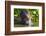 Brazil. Giant river otter eating fish in the Pantanal.-Ralph H. Bendjebar-Framed Photographic Print