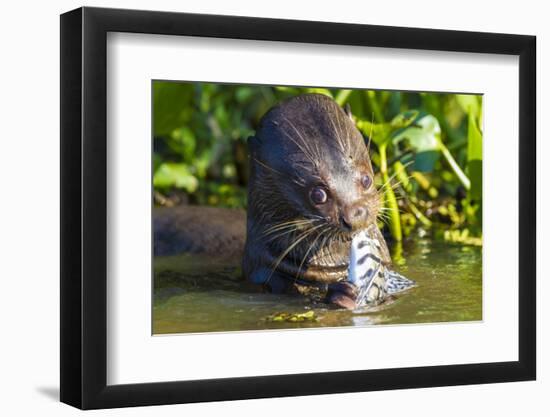 Brazil. Giant river otter eating fish in the Pantanal.-Ralph H. Bendjebar-Framed Photographic Print