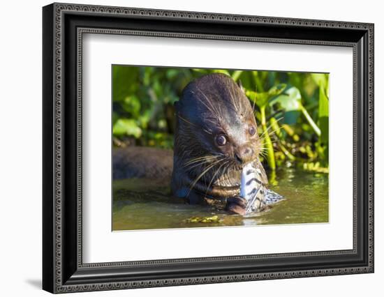 Brazil. Giant river otter eating fish in the Pantanal.-Ralph H. Bendjebar-Framed Photographic Print