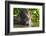 Brazil. Giant river otter eating fish in the Pantanal.-Ralph H. Bendjebar-Framed Photographic Print