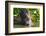 Brazil. Giant river otter eating fish in the Pantanal.-Ralph H. Bendjebar-Framed Photographic Print