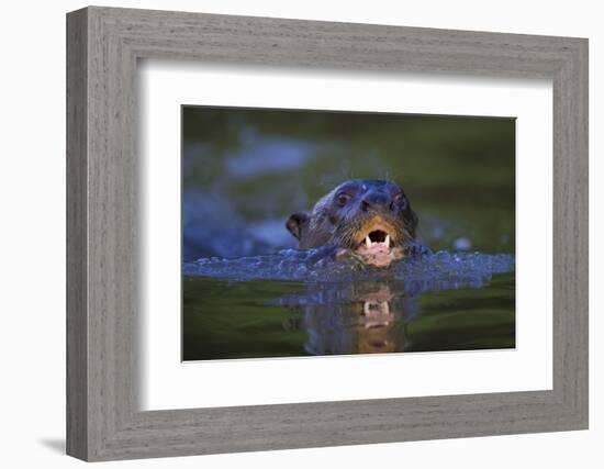 Brazil. Giant river otter swimming in the Pantanal.-Ralph H. Bendjebar-Framed Photographic Print