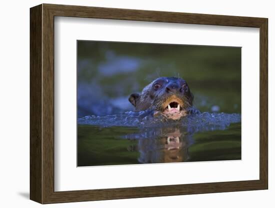 Brazil. Giant river otter swimming in the Pantanal.-Ralph H. Bendjebar-Framed Photographic Print