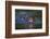 Brazil. Giant river otter swimming in the Pantanal.-Ralph H. Bendjebar-Framed Photographic Print