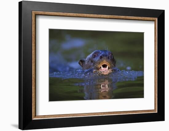 Brazil. Giant river otter swimming in the Pantanal.-Ralph H. Bendjebar-Framed Photographic Print