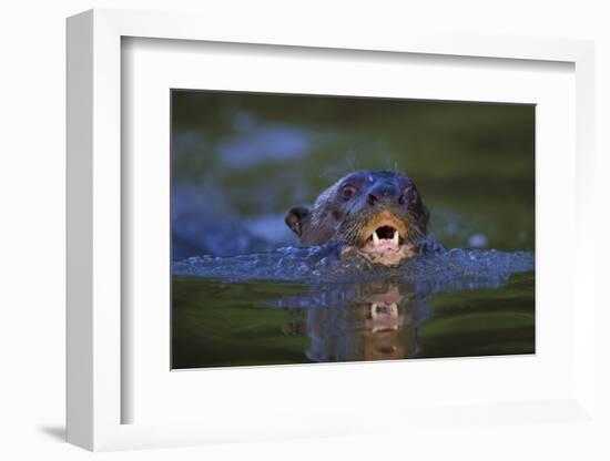 Brazil. Giant river otter swimming in the Pantanal.-Ralph H. Bendjebar-Framed Photographic Print