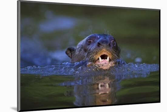 Brazil. Giant river otter swimming in the Pantanal.-Ralph H. Bendjebar-Mounted Photographic Print