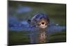 Brazil. Giant river otter swimming in the Pantanal.-Ralph H. Bendjebar-Mounted Photographic Print