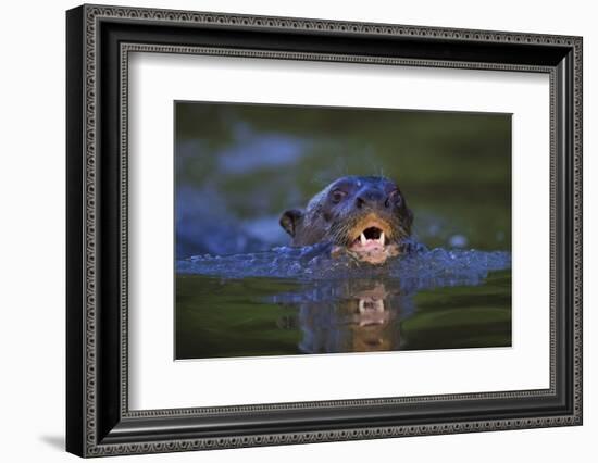 Brazil. Giant river otter swimming in the Pantanal.-Ralph H. Bendjebar-Framed Photographic Print