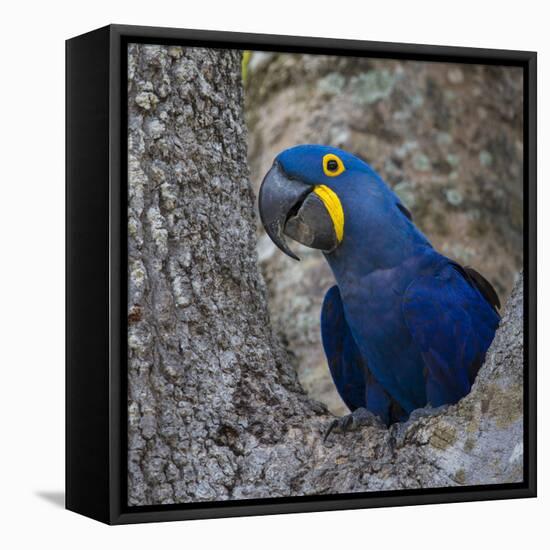 Brazil. Hyacinth macaw in the Pantanal.-Ralph H. Bendjebar-Framed Premier Image Canvas