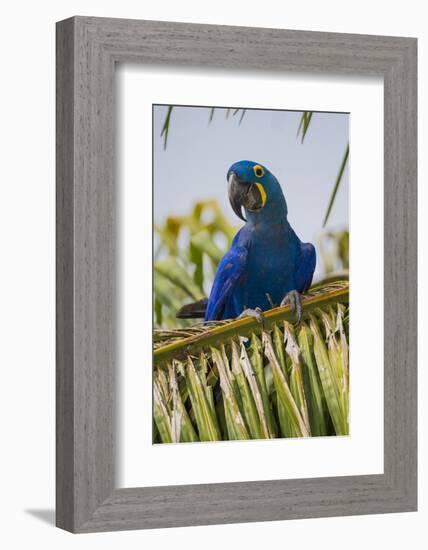 Brazil. Hyacinth macaw in the Pantanal.-Ralph H. Bendjebar-Framed Photographic Print