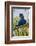 Brazil. Hyacinth macaw in the Pantanal.-Ralph H. Bendjebar-Framed Photographic Print