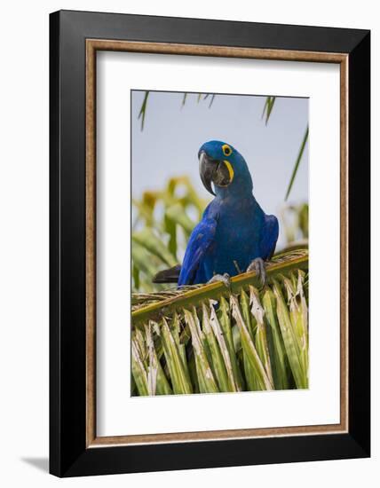 Brazil. Hyacinth macaw in the Pantanal.-Ralph H. Bendjebar-Framed Photographic Print